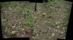 Cypripedium acaule colony