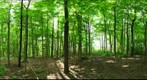 University of Guelph - Dairy Bush - 38 - May 18 2010