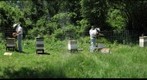 Looking for Queen Cells