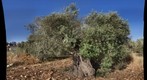 Olive tree 1