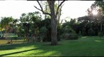 Palmetum