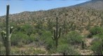 Saguaro Cactus in Bloom