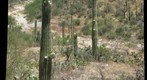 Giant Saguaro Cactus