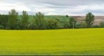 Campos de Colza en Zamora (España)