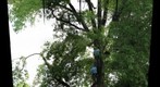 ISA Penn Del Chapter Western Tree Climbing Competition--Work Climb