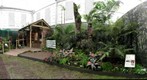 The Altantic rainforest goes to Chelsea