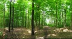 University of Guelph - Dairy Bush - 39 - May 26 2010