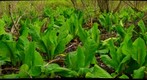 Skunk Cabbage...a study in green