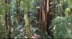 Berry Falls, Big Basin State Park, California