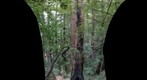 Beautiful burnt out redwood, big basin state park