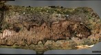 Dactylospora sp (3D pair - right eye)