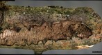 Dactylospora sp (3D pair - left eye)