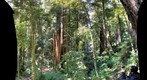 Barry Falls, Big Basin State Park, California