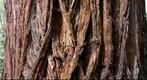 Big redwood, close-up