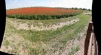 A field of Poppies in Fredericksburg, Texas