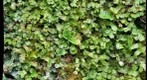 Liverworts,et al.