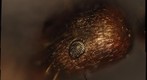 Focused stacked test of an ant head 
