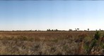 Kissimmee Prairie State Park Prairie View