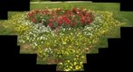Flowers, Tehran, Iran