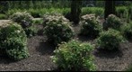 Looking for Bees in the Arboretum