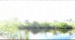 Collier Seminole State Park Gator Pond