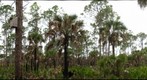 Collier Seminole State Park Biking Trail Recent Burn