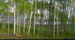 Aspen panorama, Green Lake, BC
