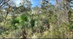 Ocala National Forest Sinkhole
