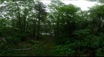 Walking the wooded path above the harbor - Bremen, Maine
