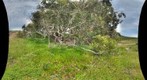 Eucalyptus