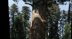 The World's Biggest Tree
