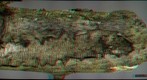 Dactylospora sp. (3D)-