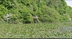 Bosherston Fish Pond