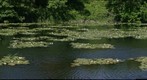 Bosherston Fish Pond Lily Pads
