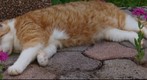 Katze