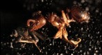 Ant holding a fly