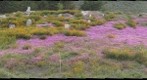Pacific Coast Highway Flowers