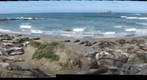 Elephant Seals