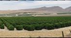Citrus Grove, Southeast San Joaquin Valley