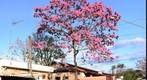 Ipê Rosa - Tabebuia pentaphylla