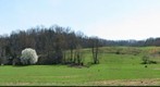 Spring Pasture