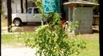 Inverted Hanging Tomato