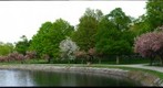 Brookline reservoir blossoms