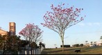 Caçapava - Igreja São Sebastião e ipê rosa