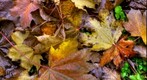 Autunno