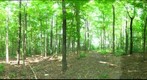 University of Guelph - Dairy Bush - 42 - June 17 2010