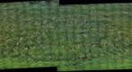 Une prairie a crest-voland (Savoie - France ) 