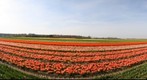 Keukenhof, Lisse, The Netherlands