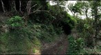 Manoa Cliff Trail #3