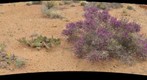Desert Flora